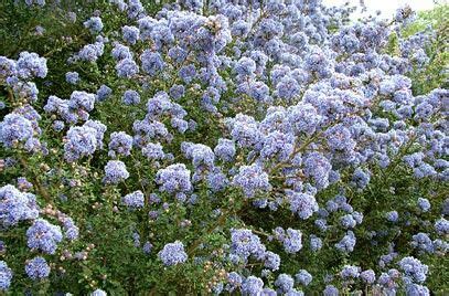 plant cyanosis|cyanosis plants shrubs.